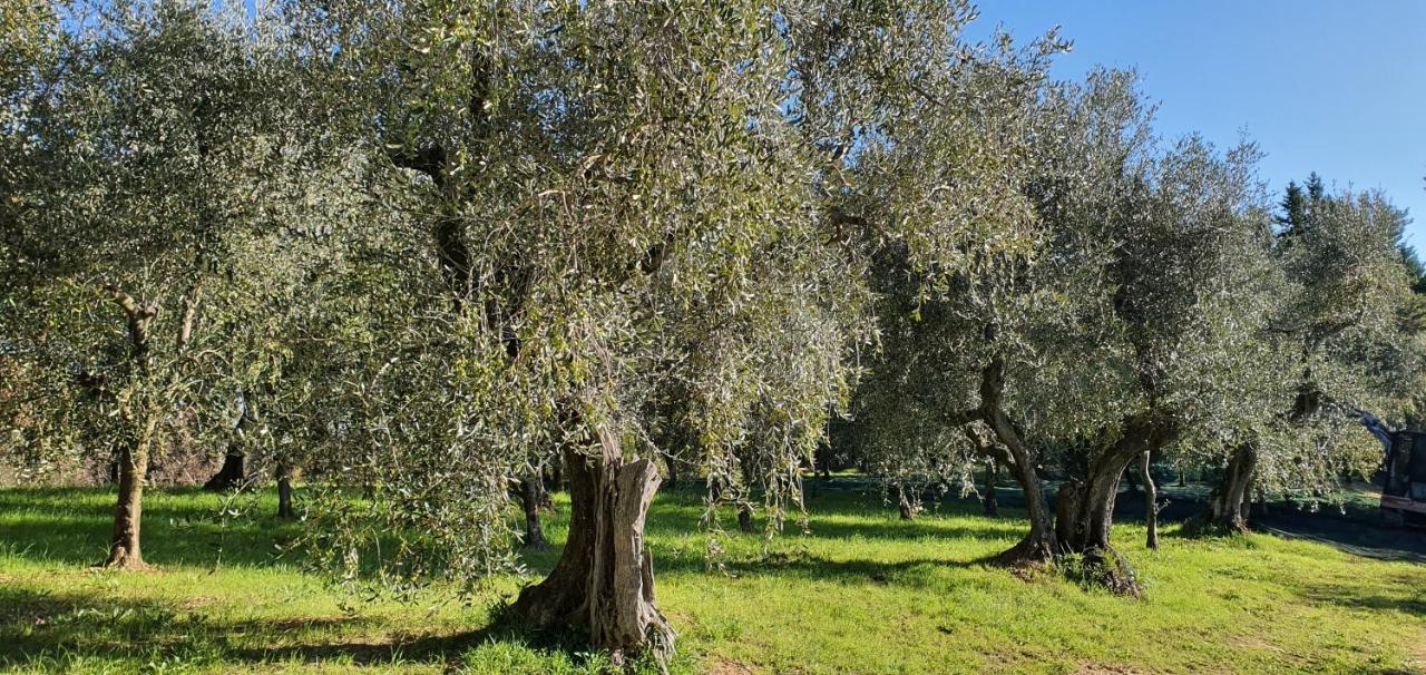 Commuoversi Ssa - Azienda Agricola Usigliano Exterior photo